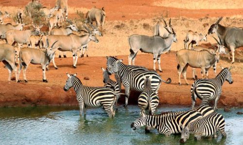 🐘 Wild & Untamed: Tsavo Safari Escape 🌋🌿