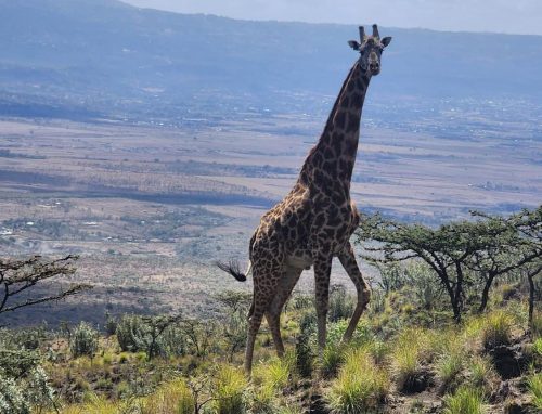 Hike & Heal: Mt. Longonot + Spa Day Escape!
