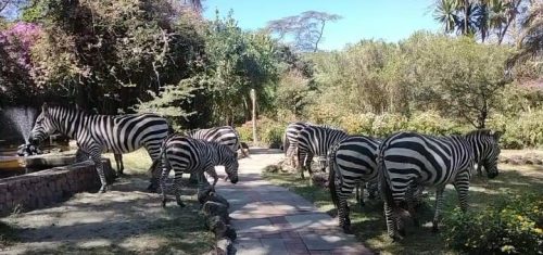Naivasha Staycation: Lakeside Vibes & Wild Encounters