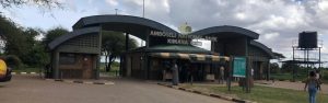 Majestic Amboseli: Kilimanjaro Views, Elephants & Balloon Dreams!